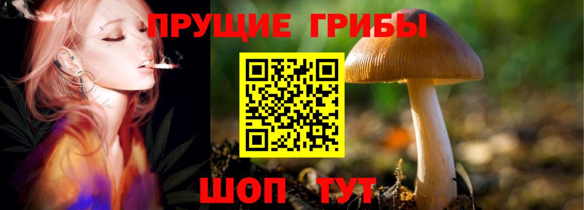 Губаха  Псилоцибиновые грибы мицелий  Вход с VPN  Псилоцибиновые грибы Psilocybe 
